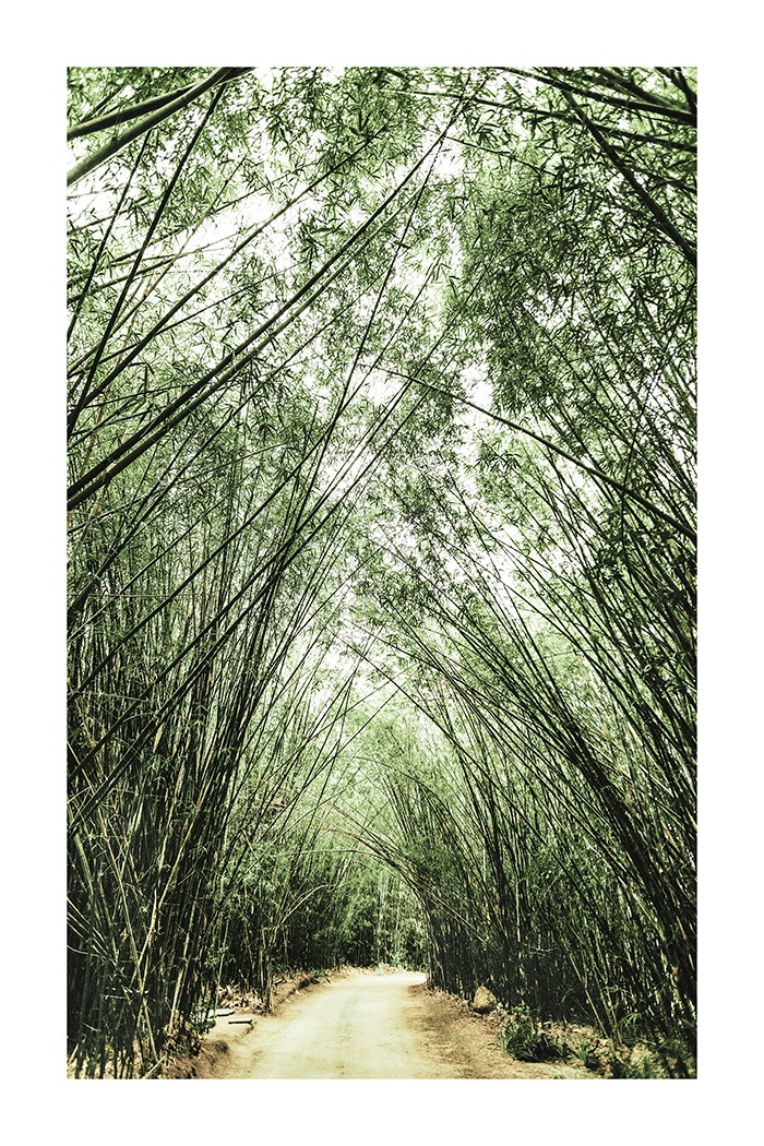 Bamboo Forest Poster