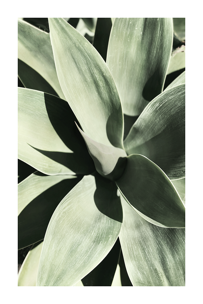Aloe Close Up Poster