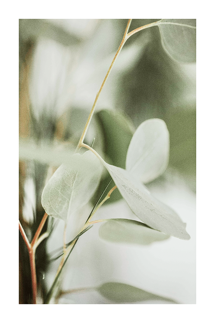Sage Green Leaf Close Up Poster