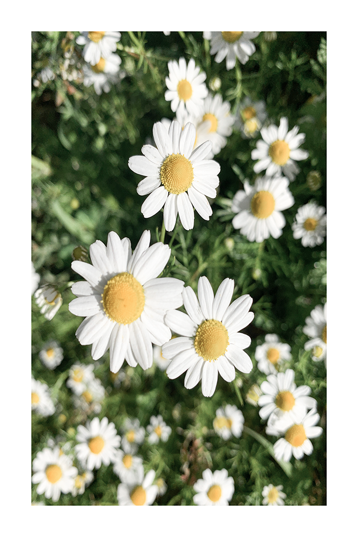 Daisy Poster No.4
