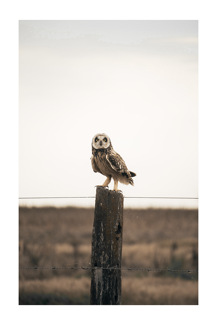 Owl Poster