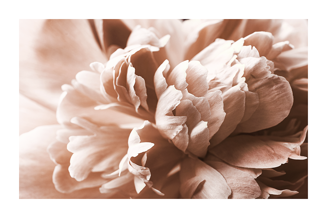 Pink Petals Poster