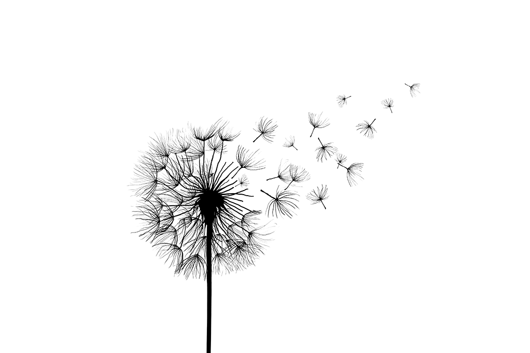 Dandelion Poster No.2