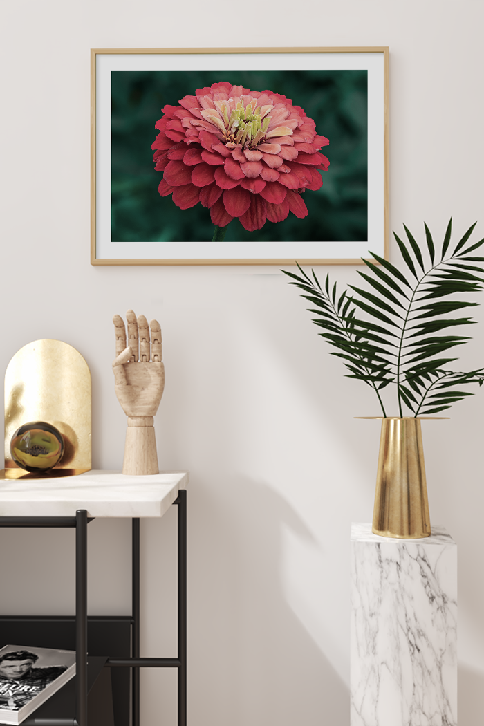 Zinnia Flower Poster