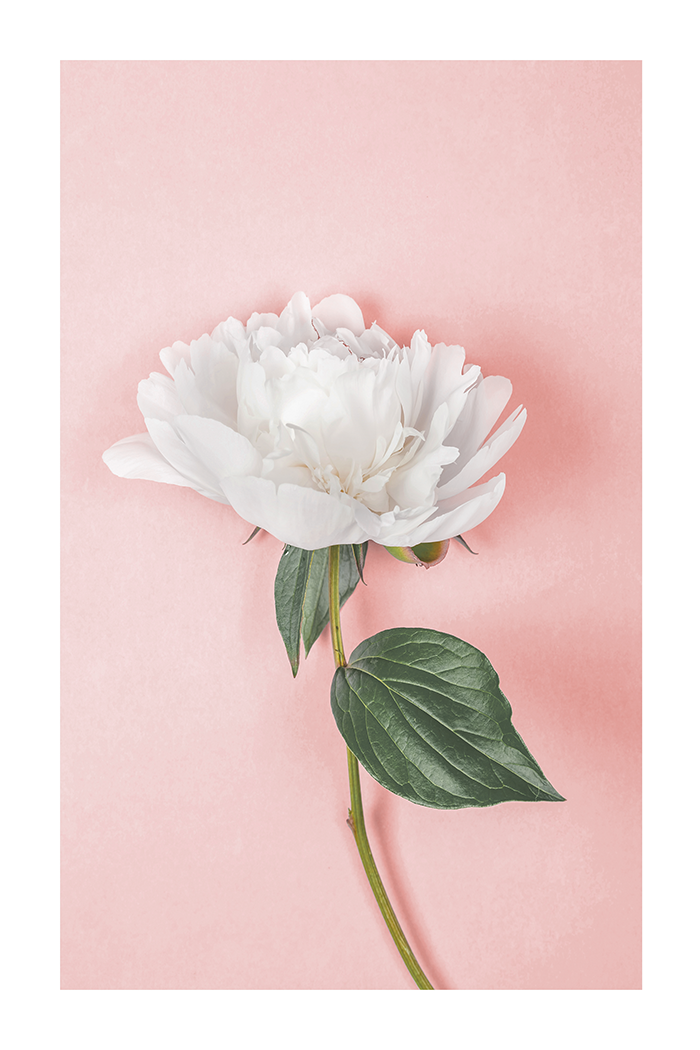 White Paeonia Poster