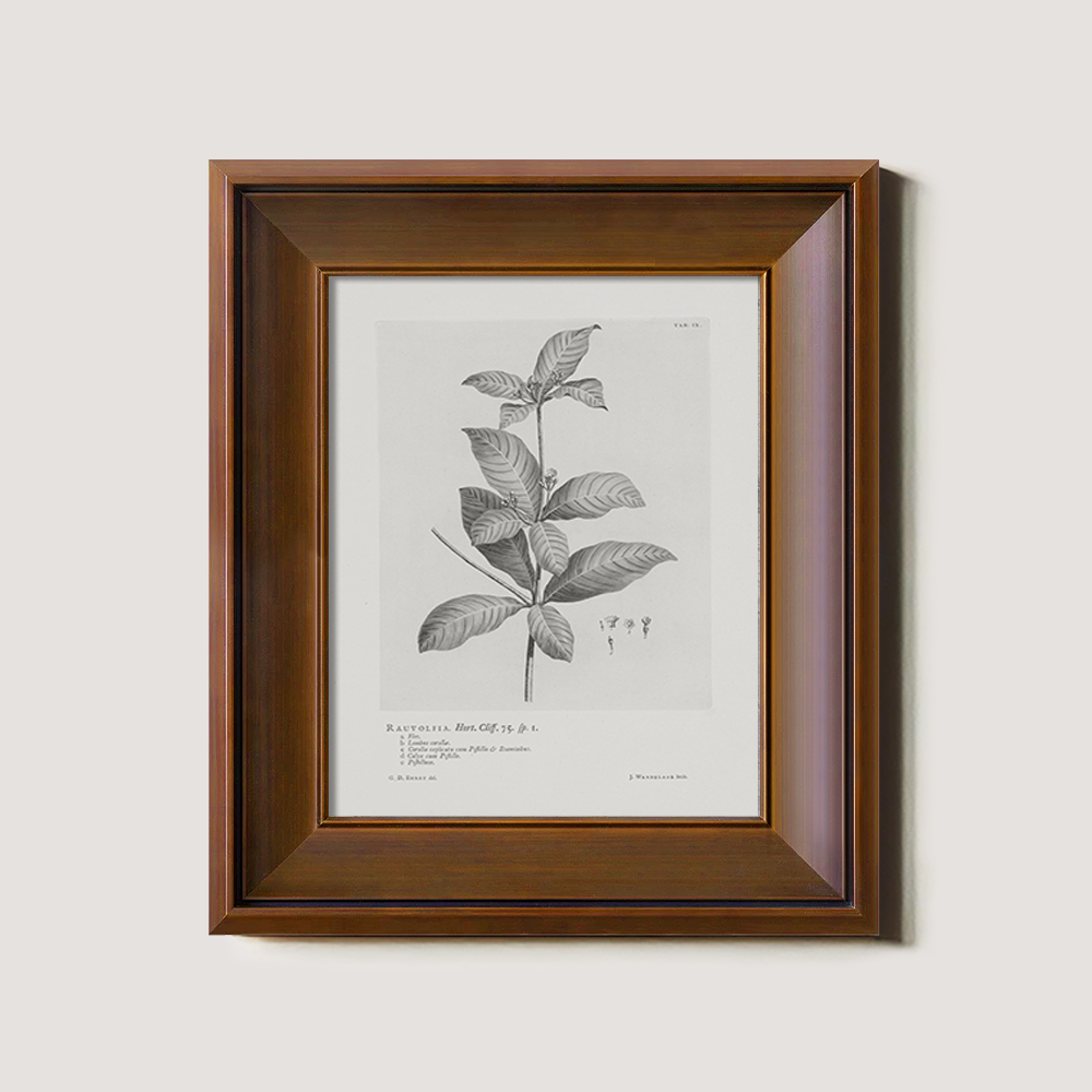 Vintage Randia Aculeata Botanical Etching