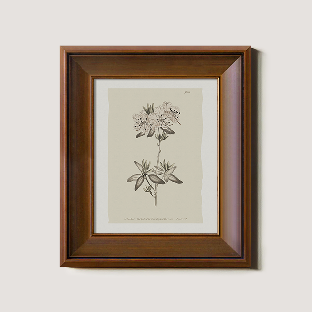 Vintage Plumbago Europaea Botanical Etching