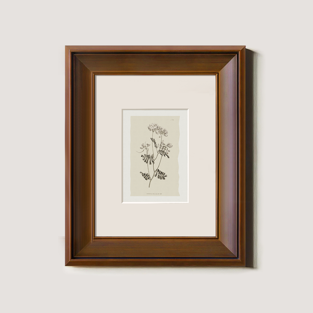 Vintage Anthyllis Vulneraria Botanical Etching