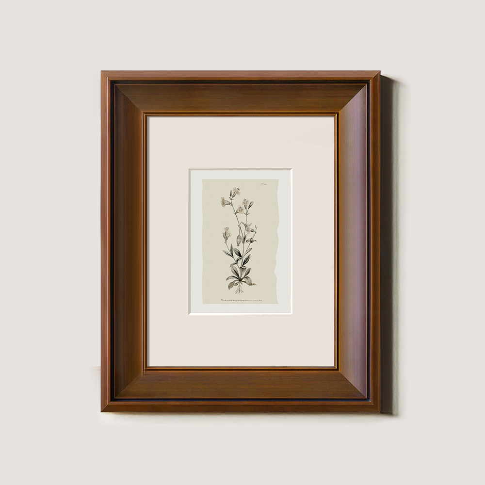 Vintage Arabis Alpina Botanical Etching