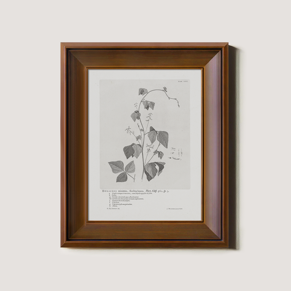 Vintage Kautia Hart Botanical Etching