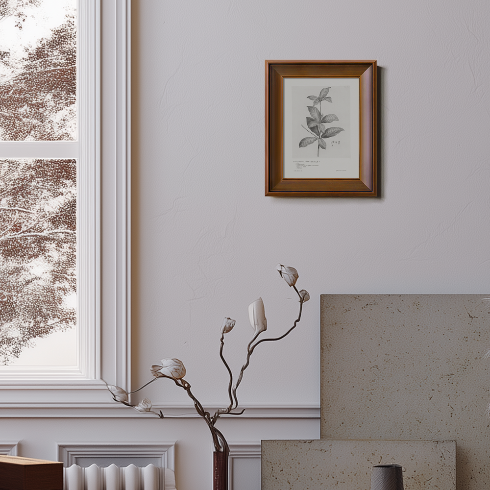 Vintage Randia Aculeata Botanical Etching