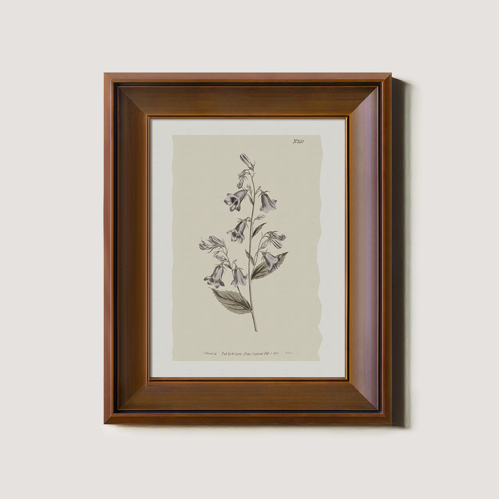 Vintage Digitalis Purpurea Botanical Etching
