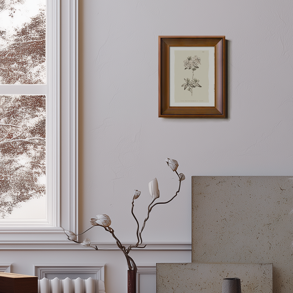 Vintage Plumbago Europaea Botanical Etching