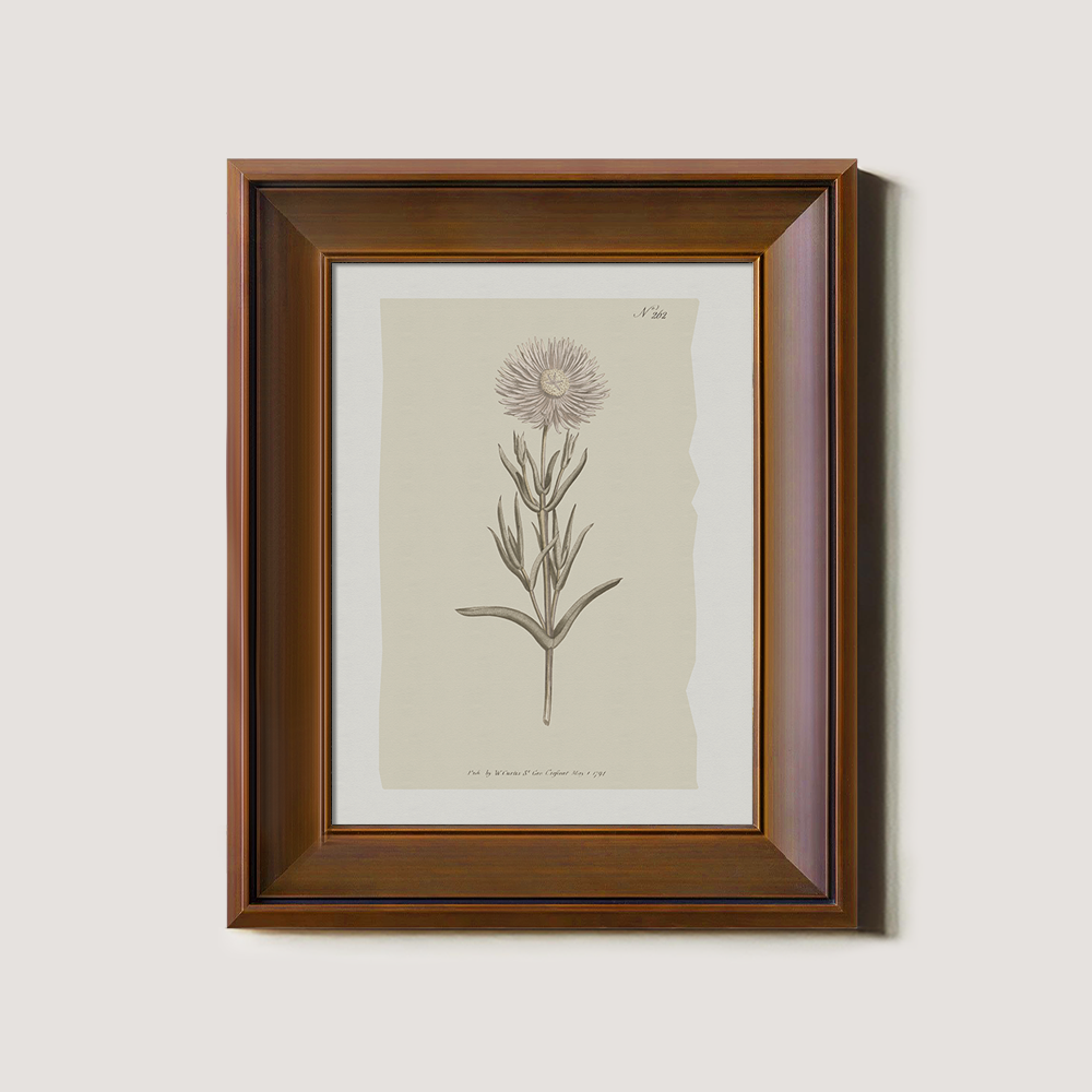 Vintage Onopordum Acanthium Botanical Etching