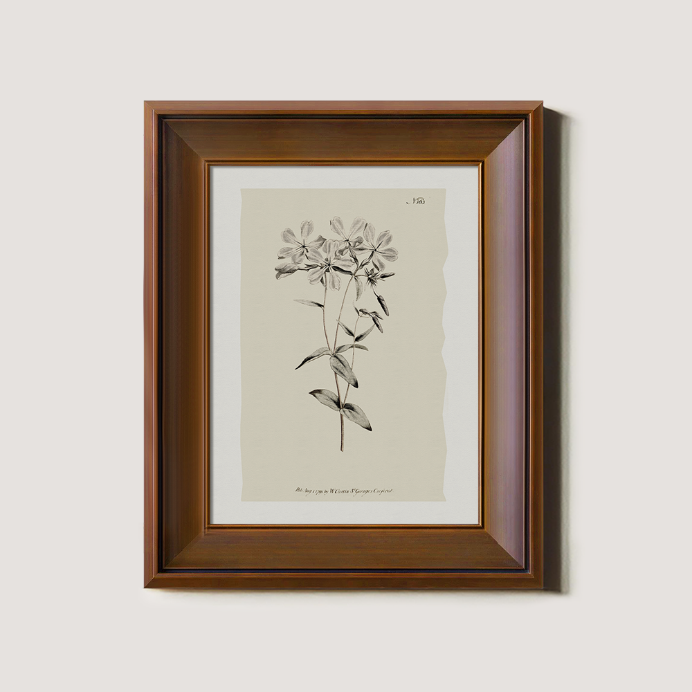 Vintage Stellaria Holostea Botanical Etching