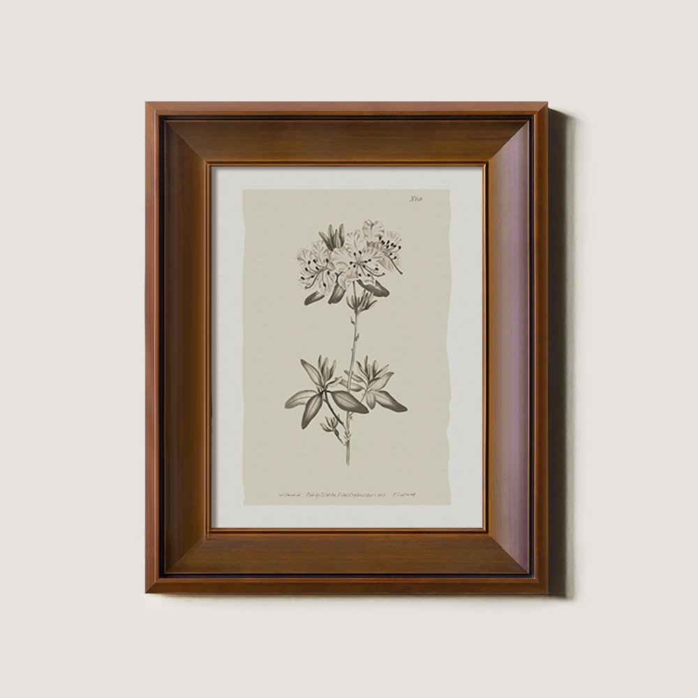 Vintage Plumbago Europaea Botanical Etching