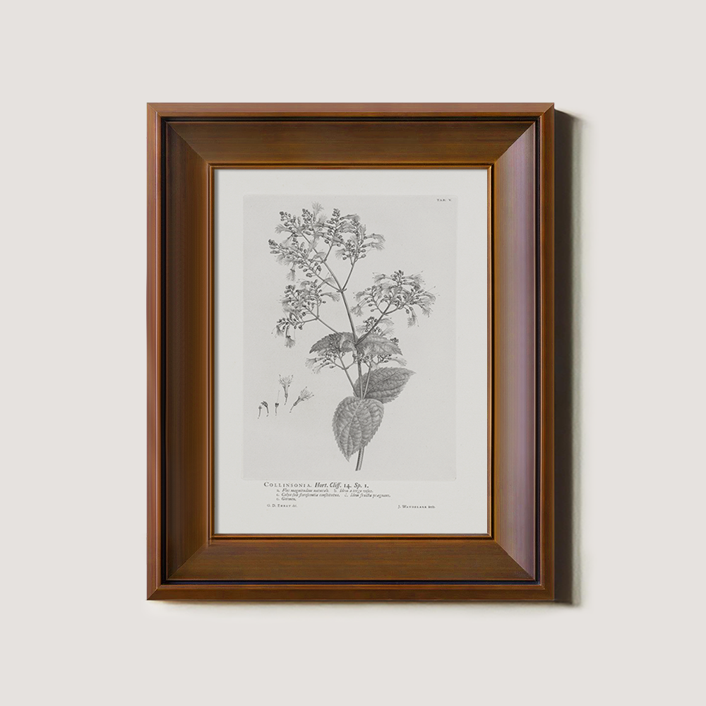 Vintage Collinnia Hart Botanical Etching