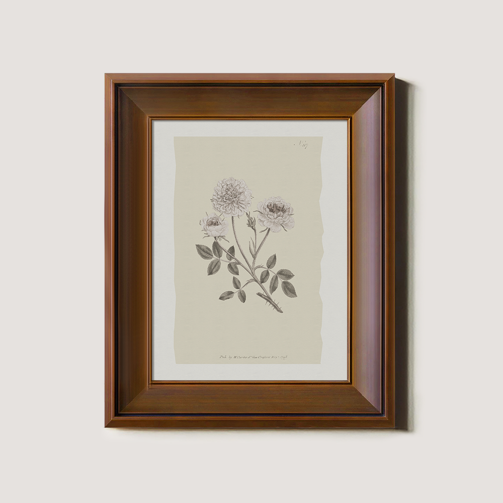 Vintage Rosa Centifolia Botanical Etching