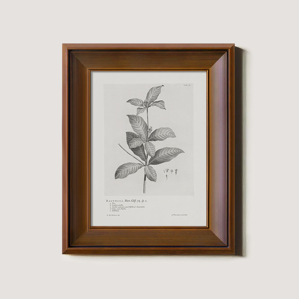 Vintage Randia Aculeata Botanical Etching