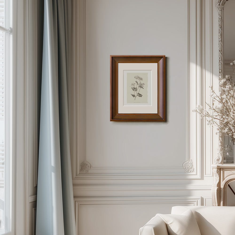 Vintage Anthriscus Sylvestris Botanical Etching