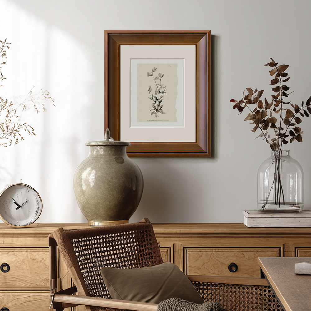 Vintage Arabis Alpina Botanical Etching