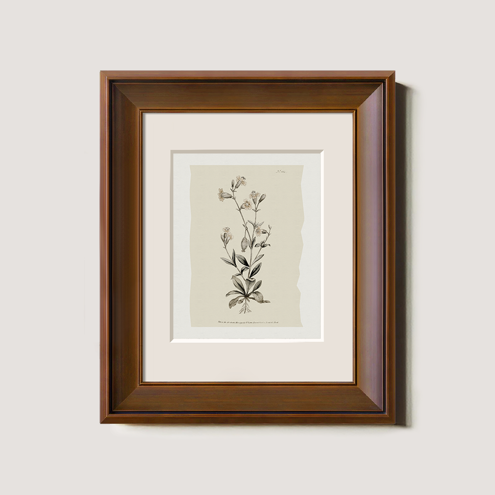 Vintage Arabis Alpina Botanical Etching