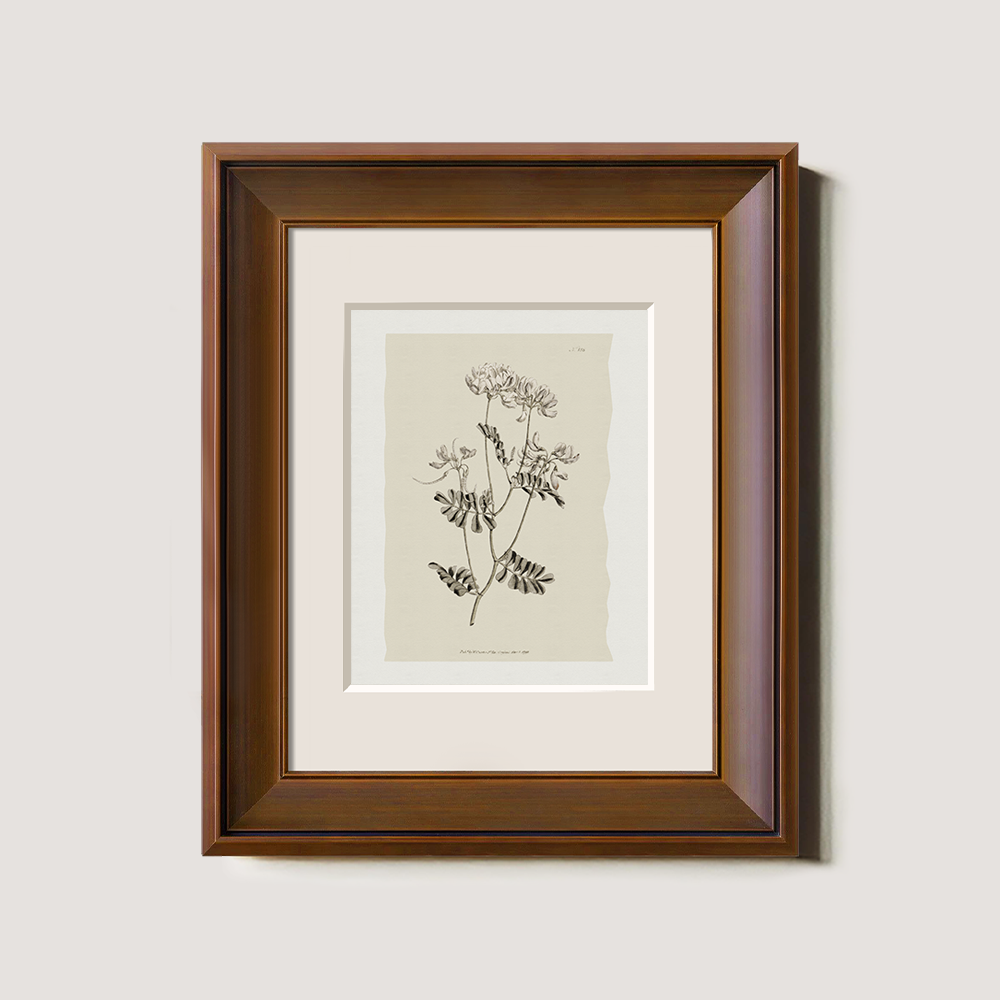 Vintage Anthyllis Vulneraria Botanical Etching