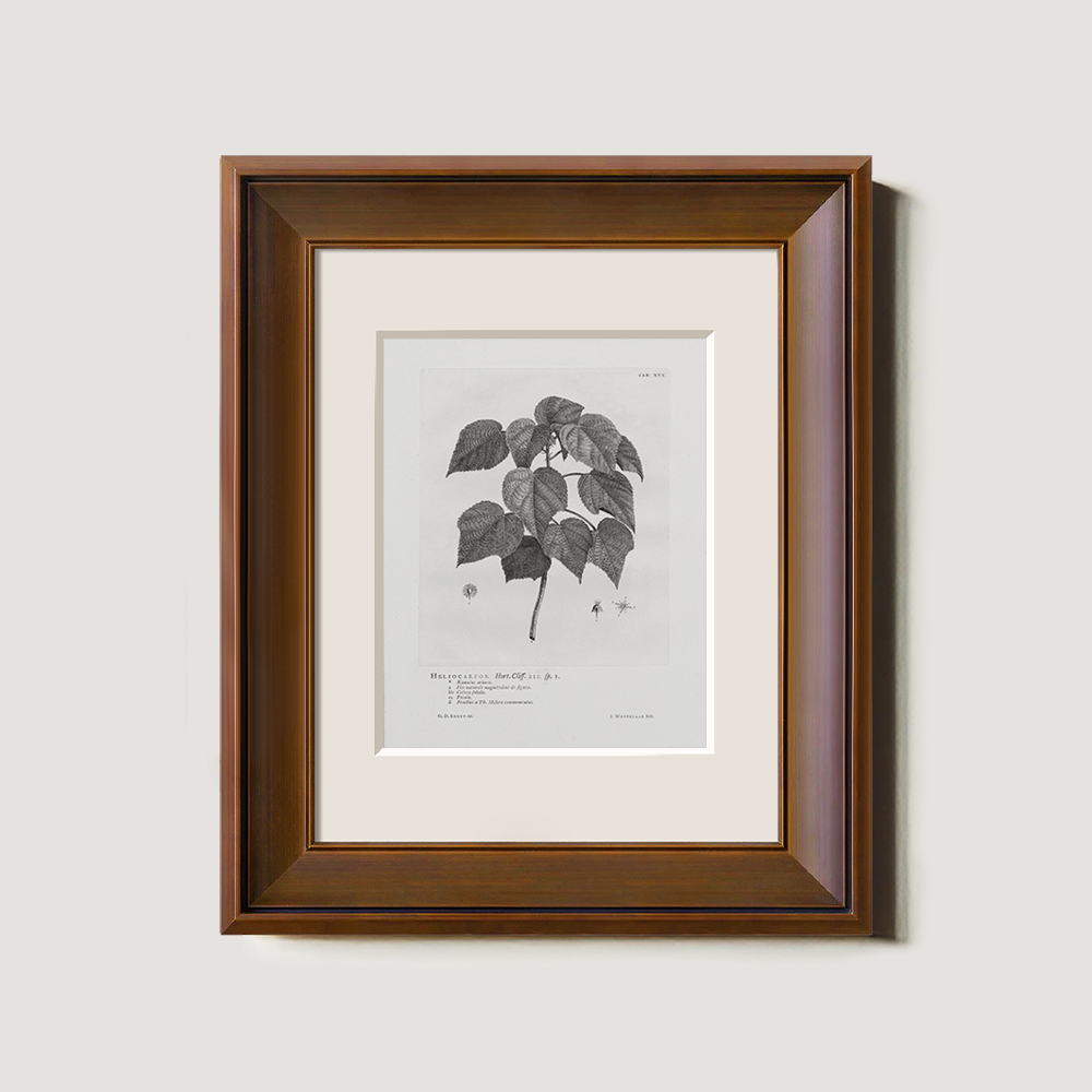 Vintage Helianthus Tuberosus Botanical Etching