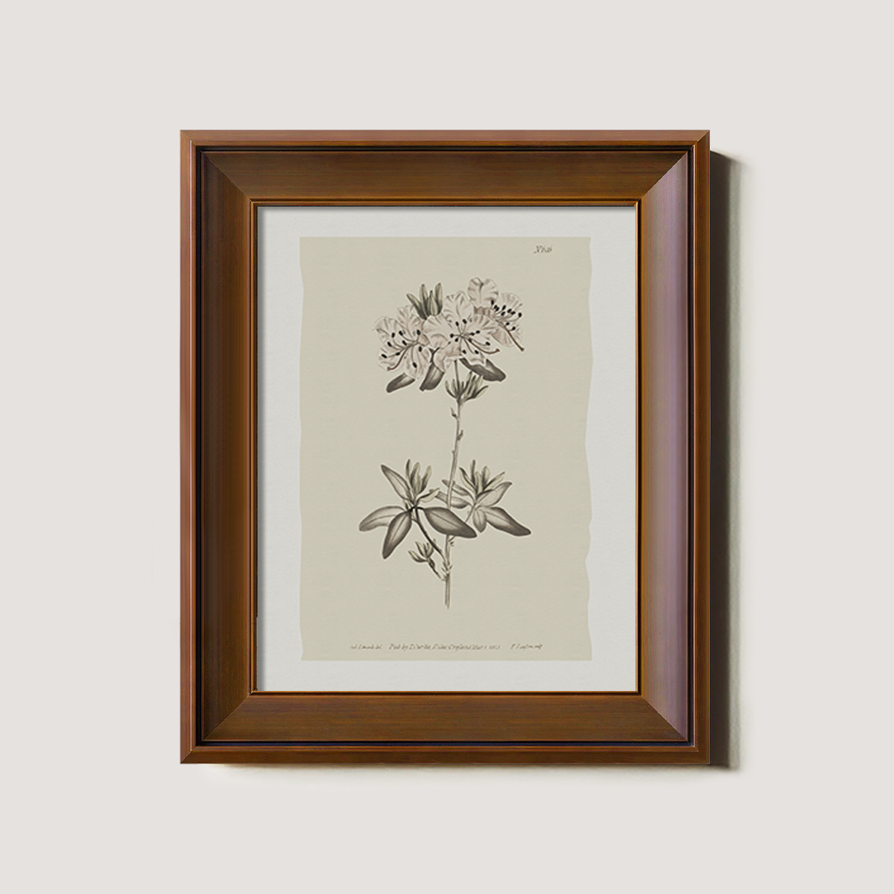 Vintage Plumbago Europaea Botanical Etching