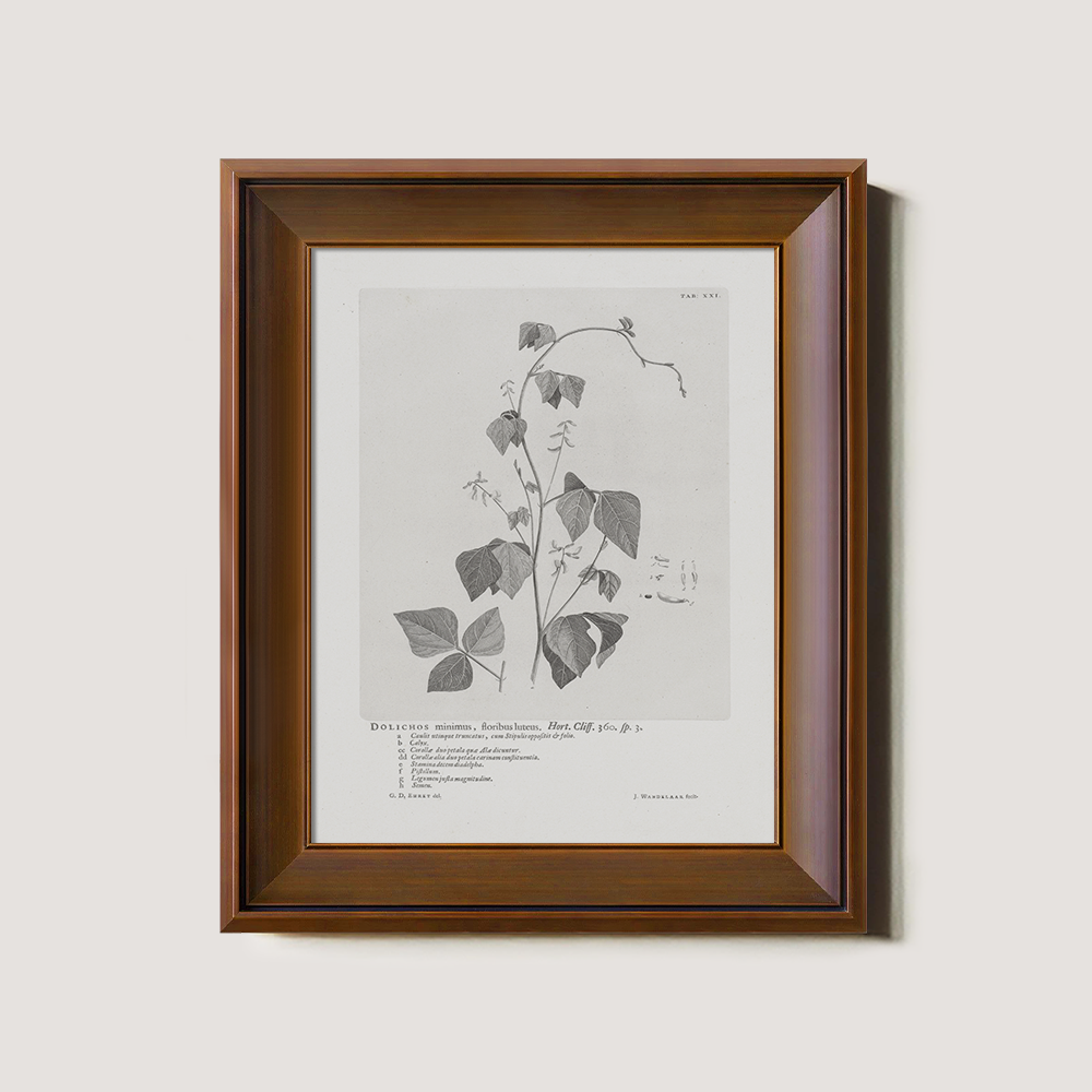 Vintage Kautia Hart Botanical Etching