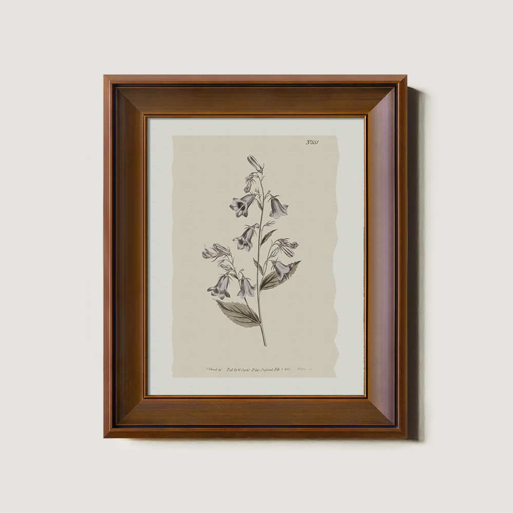 Vintage Digitalis Purpurea Botanical Etching