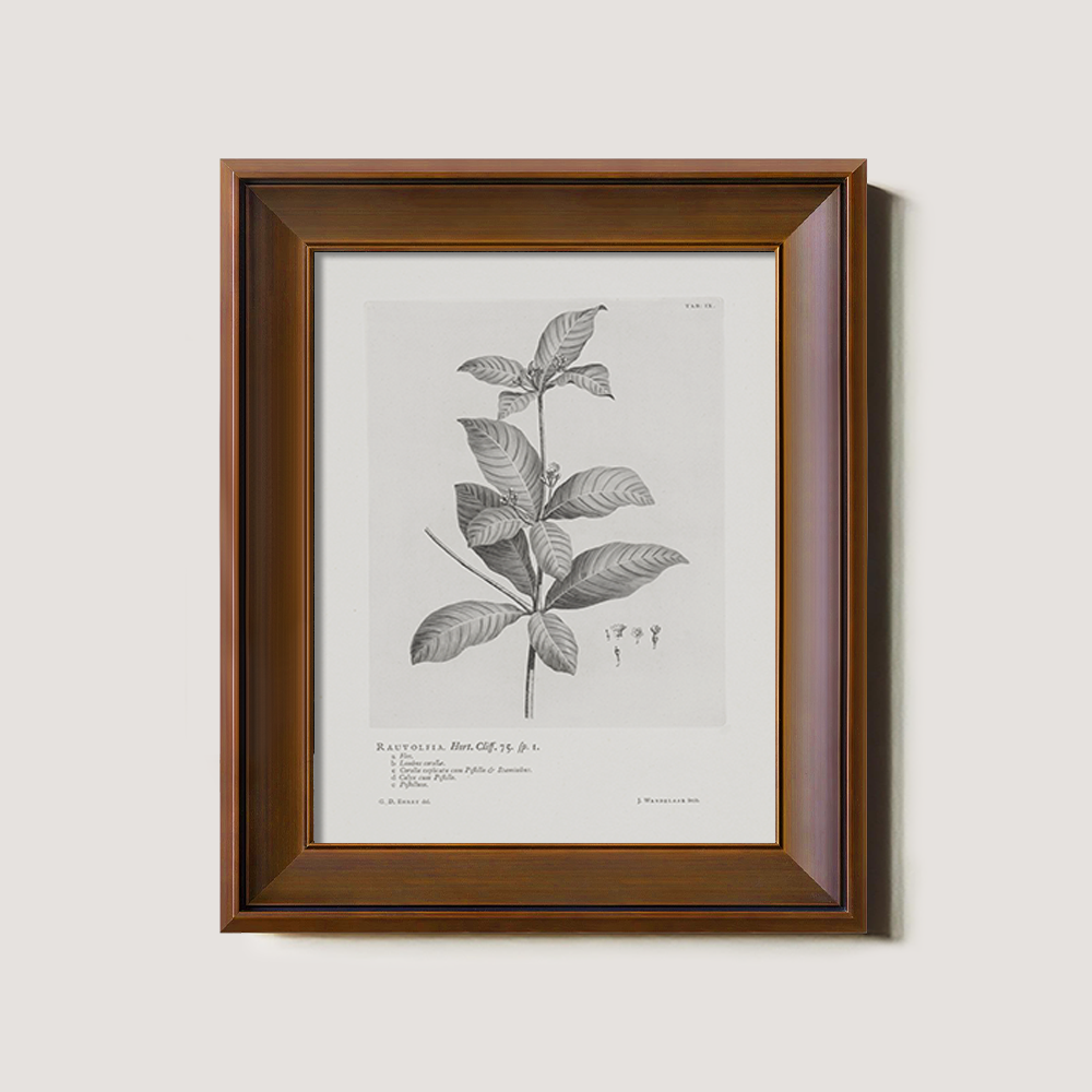 Vintage Randia Aculeata Botanical Etching