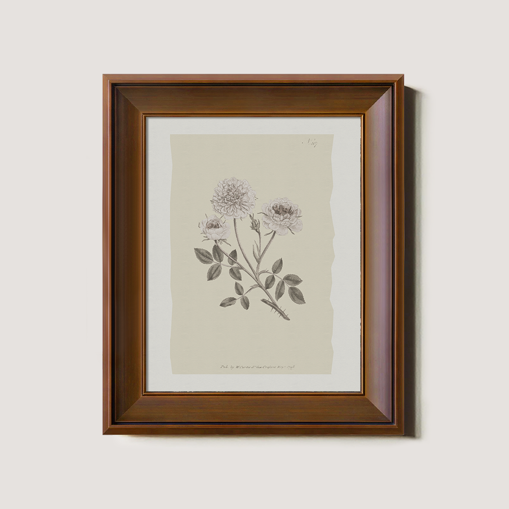 Vintage Rosa Centifolia Botanical Etching