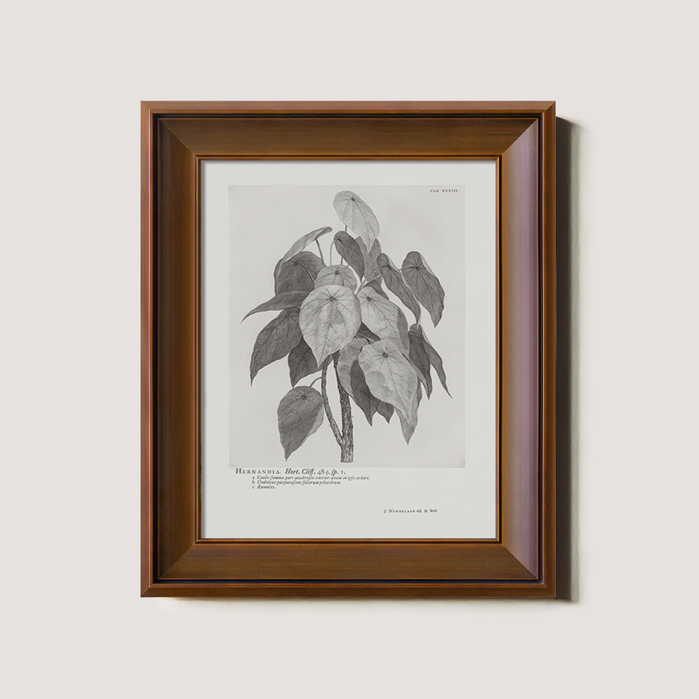 Vintage Hernandia Botanical Etching