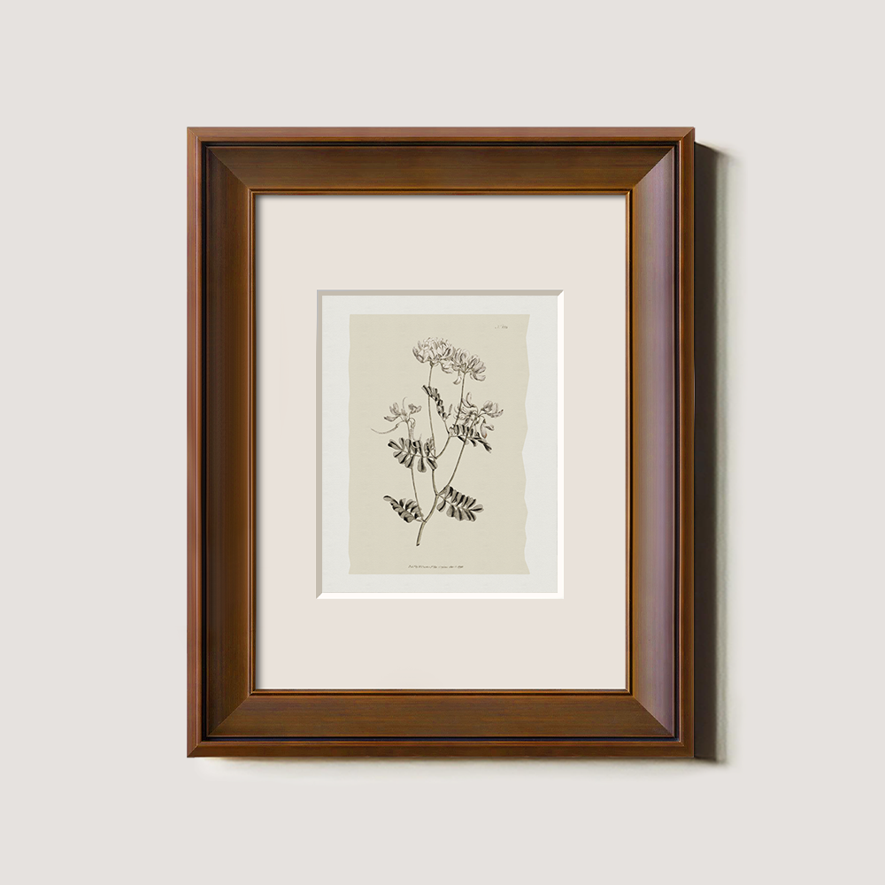 Vintage Anthriscus Sylvestris Botanical Etching