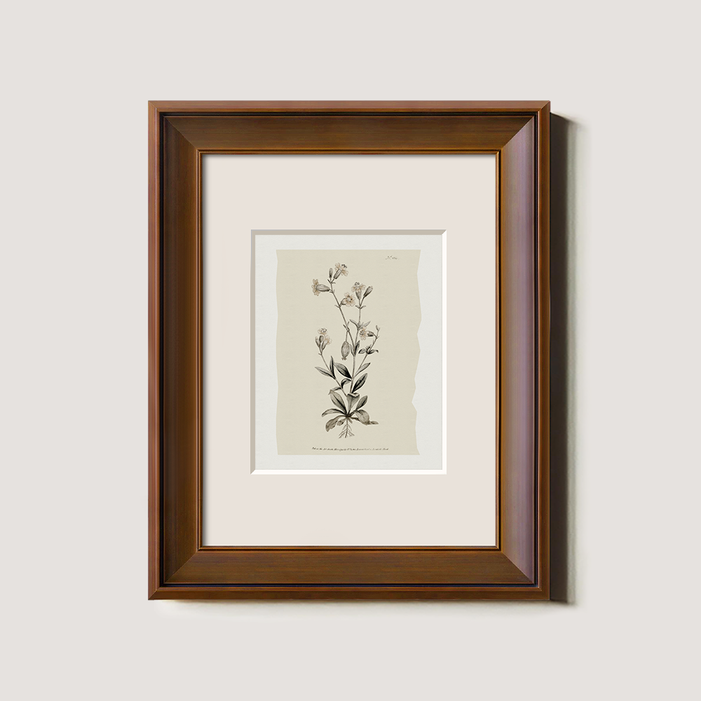 Vintage Arabis Alpina Botanical Etching