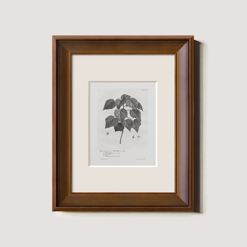 Vintage Helianthus Tuberosus Botanical Etching