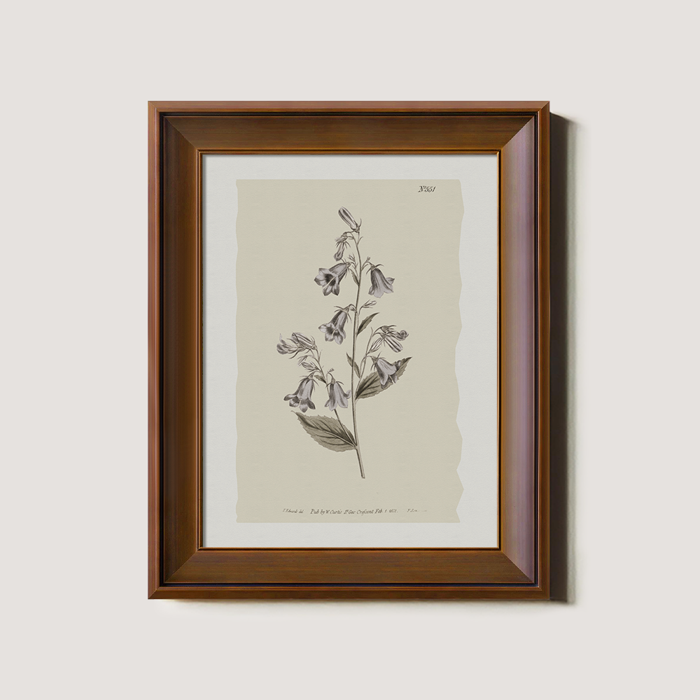 Vintage Digitalis Purpurea Botanical Etching