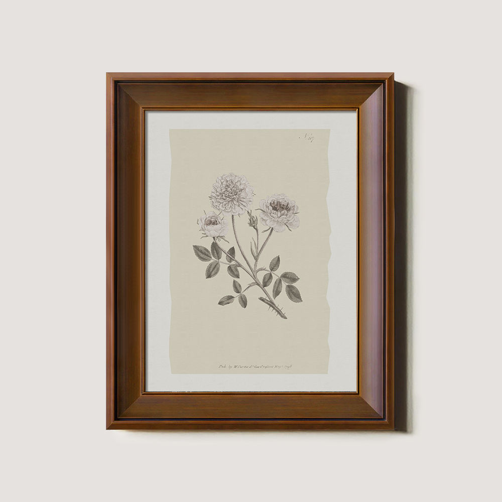 Vintage Rosa Centifolia Botanical Etching