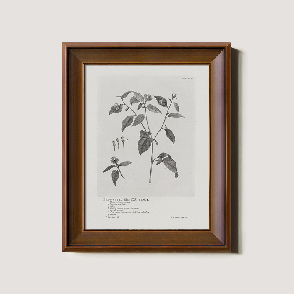 Vintage Browallia Hert Botanical Etching