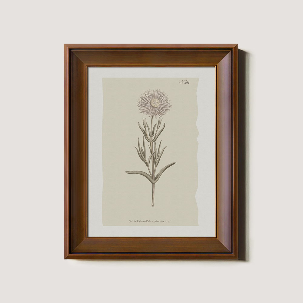Vintage Onopordum Acanthium Botanical Etching