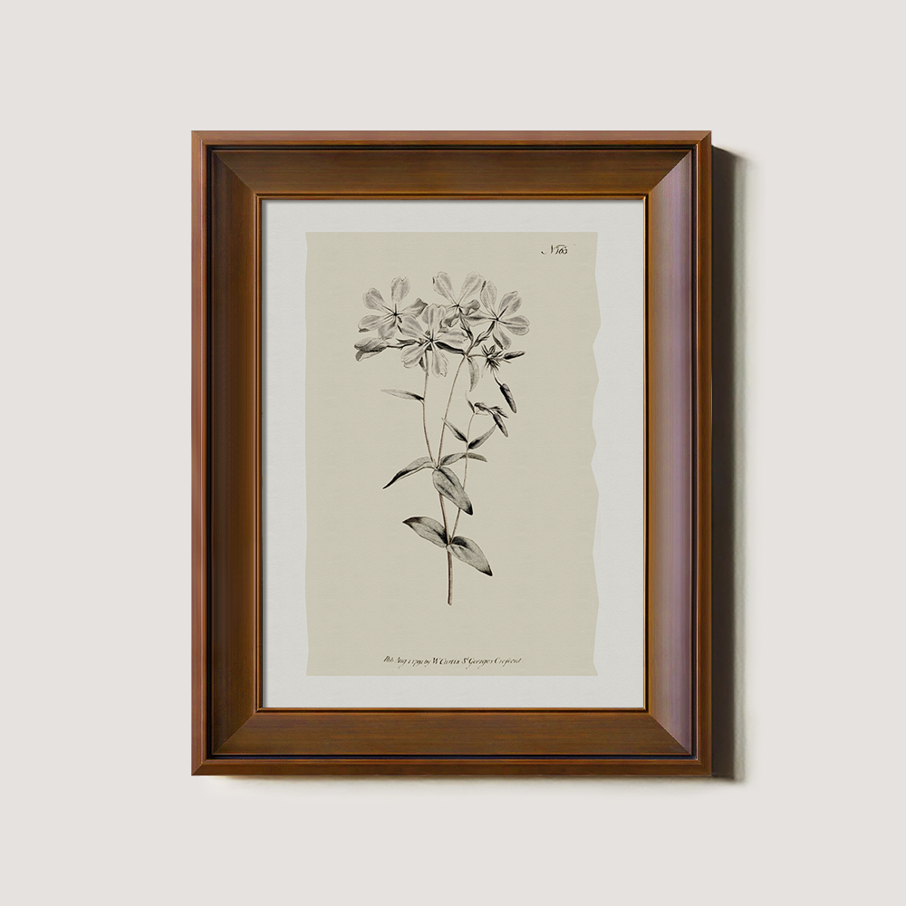 Vintage Stellaria Holostea Botanical Etching