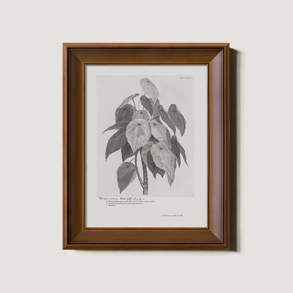 Vintage Hernandia Botanical Etching