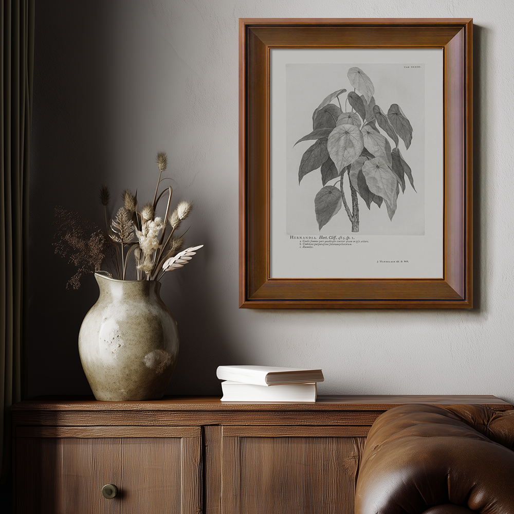 Vintage Hernandia Botanical Etching
