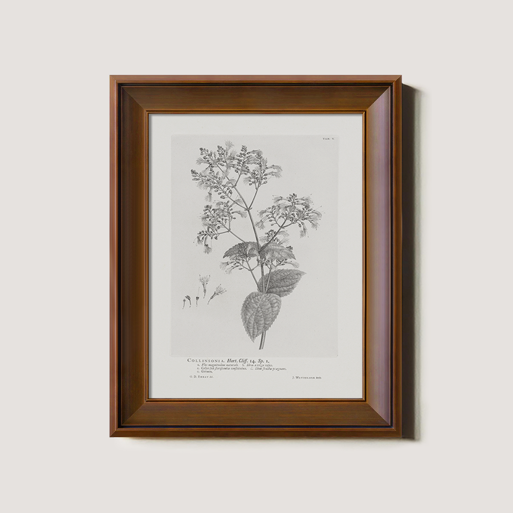 Vintage Collinnia Hart Botanical Etching