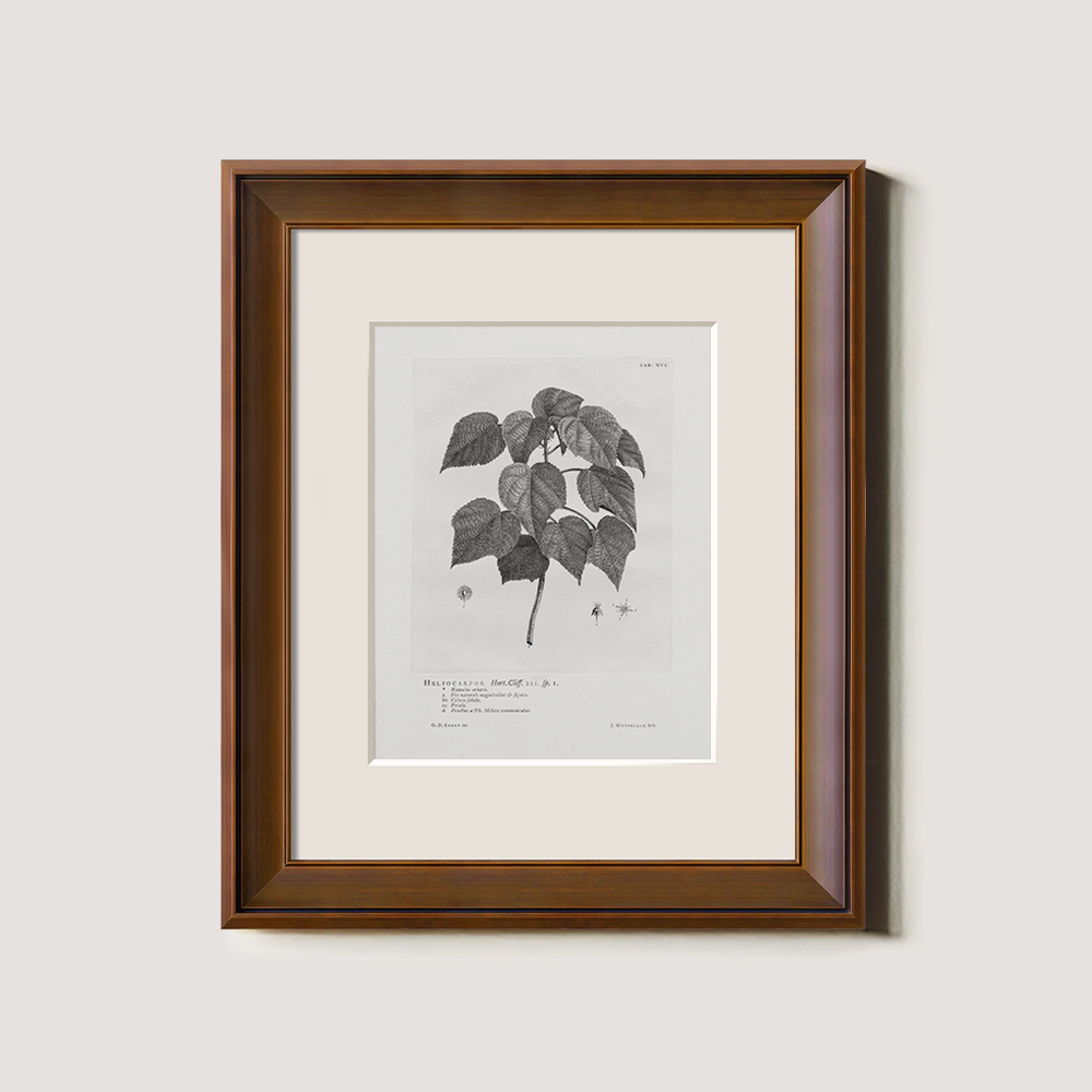 Vintage Helianthus Tuberosus Botanical Etching