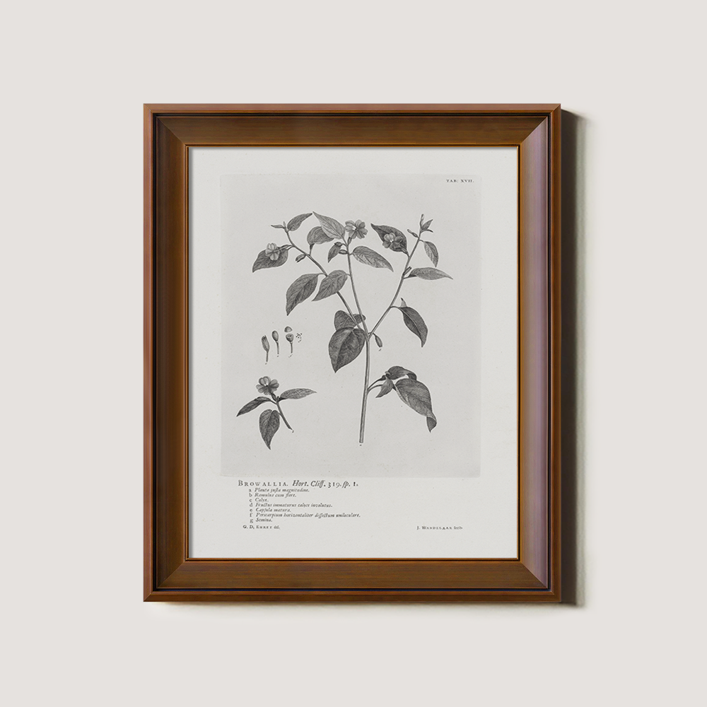 Vintage Browallia Hert Botanical Etching