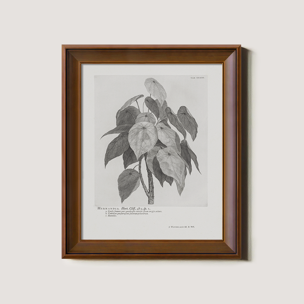 Vintage Hernandia Botanical Etching