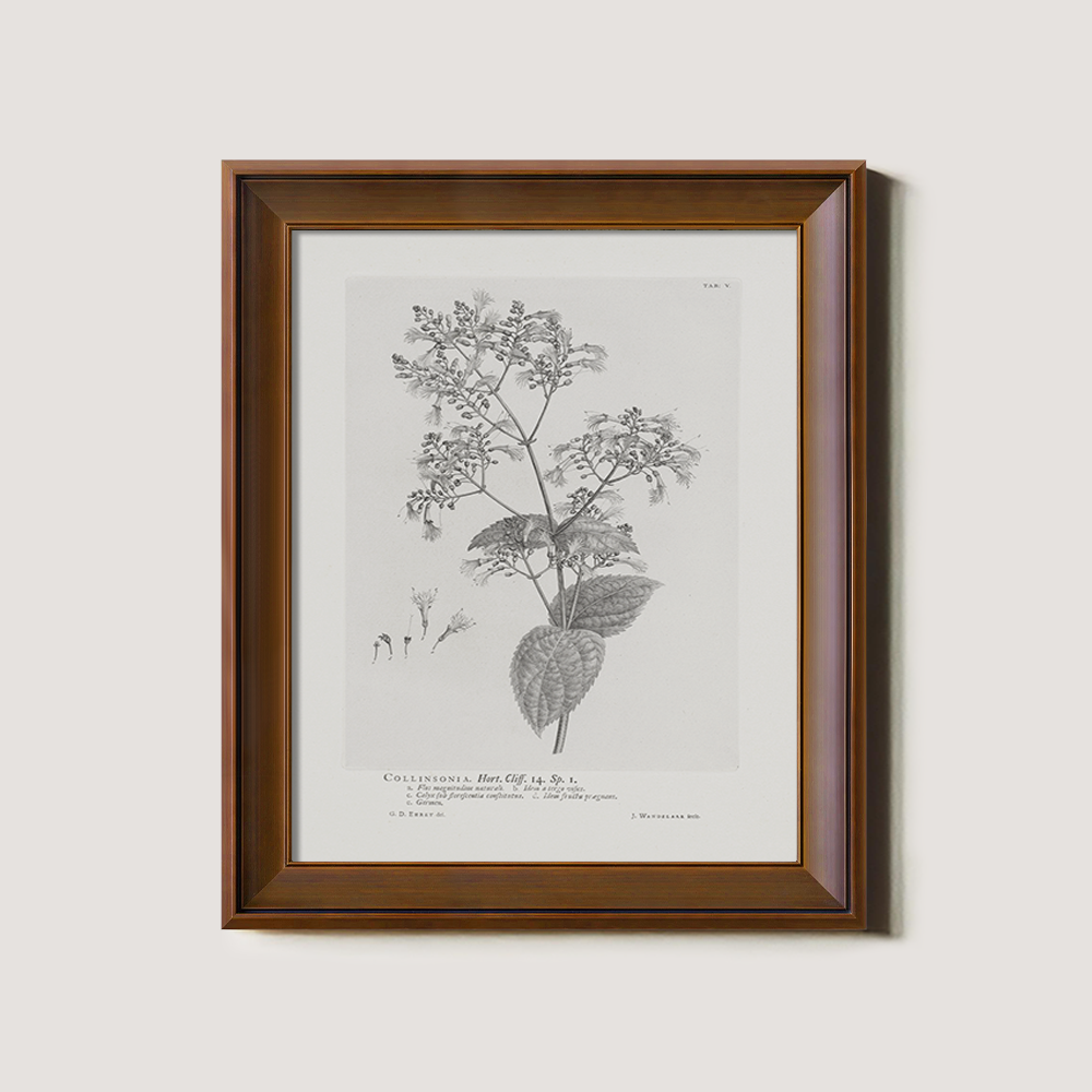 Vintage Collinnia Hart Botanical Etching
