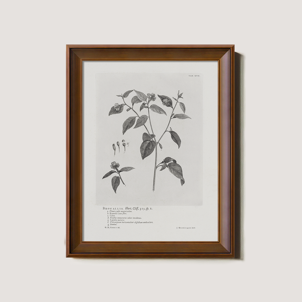 Vintage Browallia Hert Botanical Etching